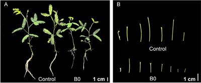 Physiological and molecular mechanisms of Acacia melanoxylon stem in response to boron deficiency